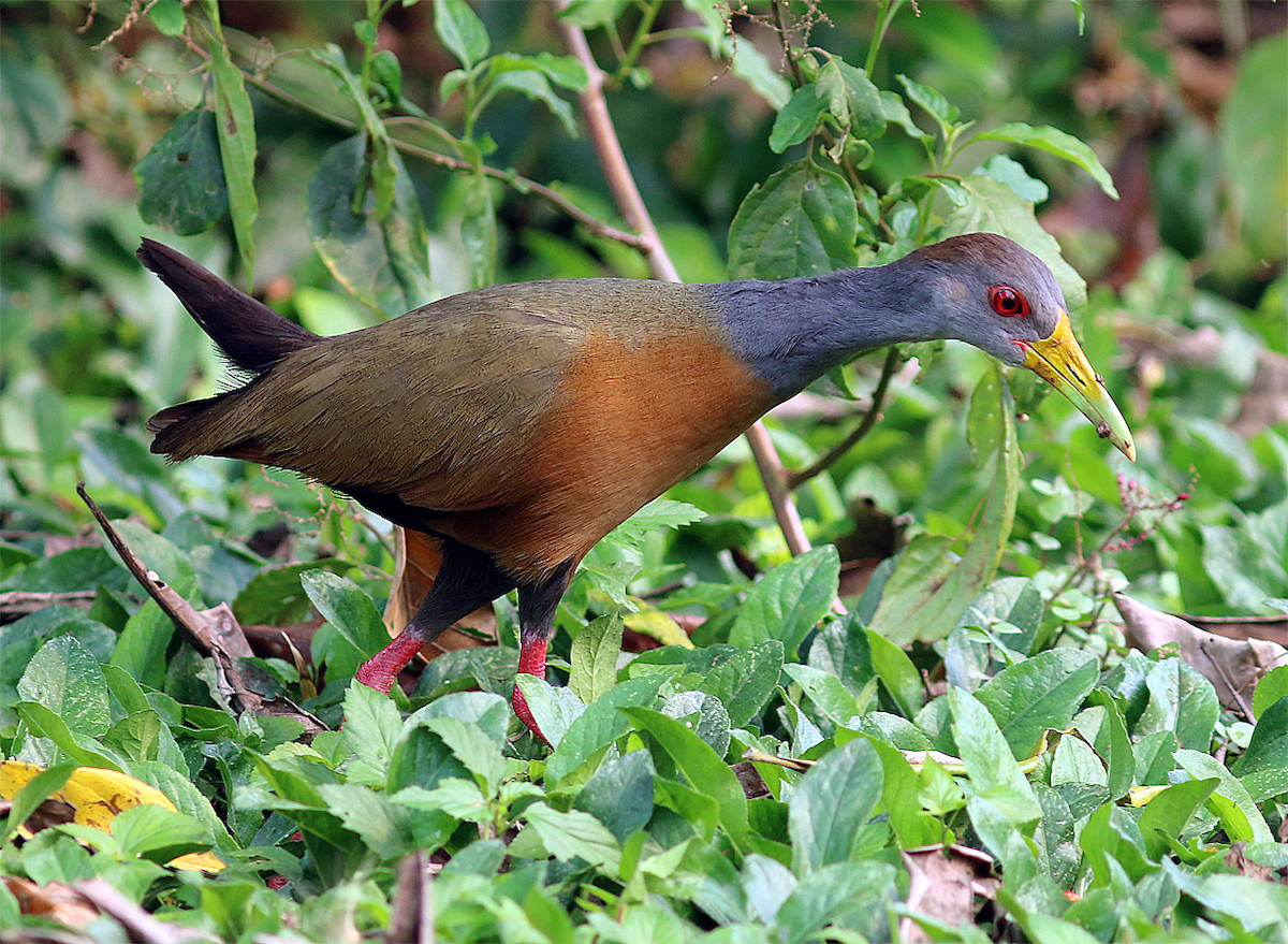 Gray-cowled Wood-Rail - ML624505619