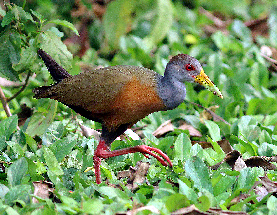 Gray-cowled Wood-Rail - Mike Fahay