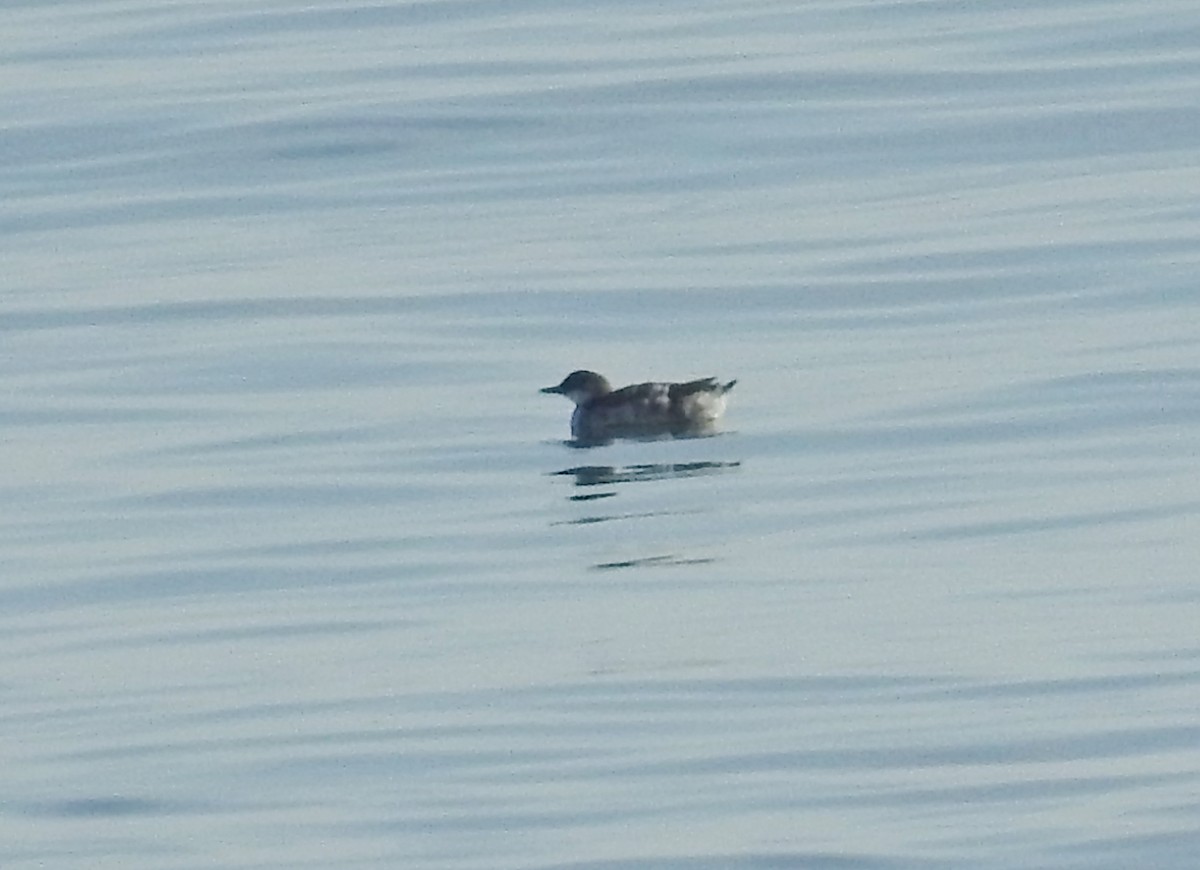 Guillemot à miroir - ML624505621