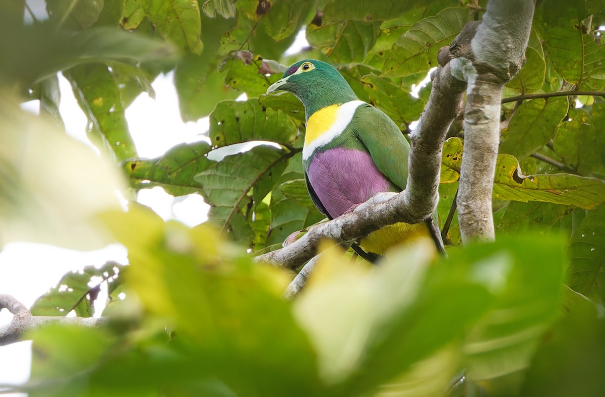 Geelvink Fruit-Dove - ML624505628