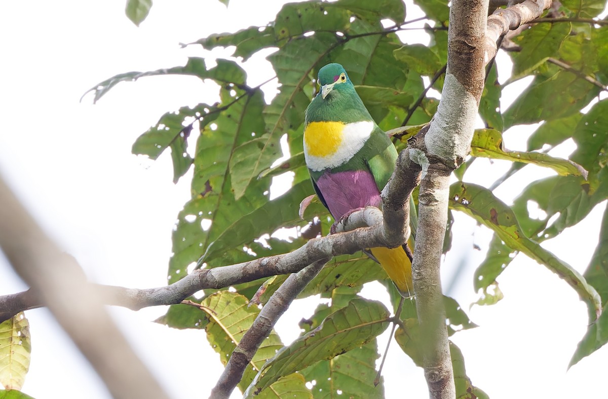 Geelvink Fruit-Dove - ML624505629