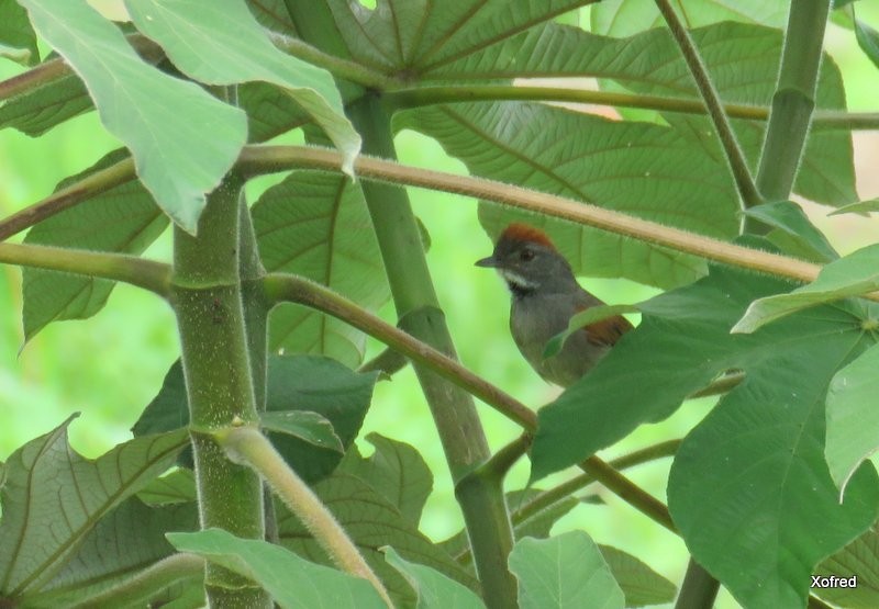 Dark-breasted Spinetail - ML624505717