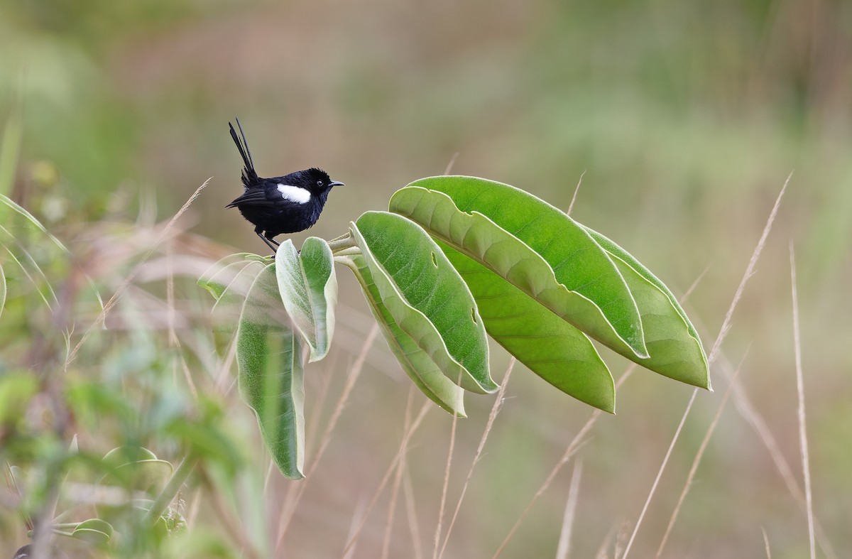 White-shouldered Fairywren - ML624505763