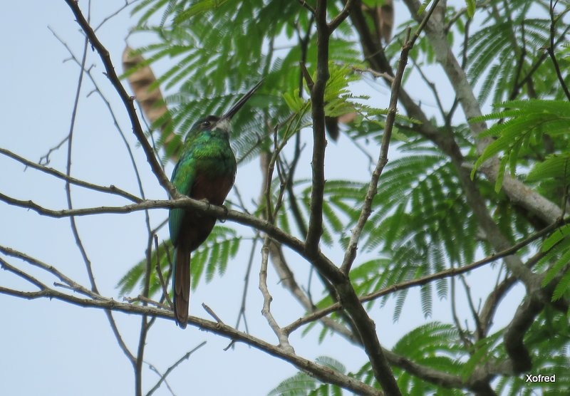 White-chinned Jacamar - ML624505805