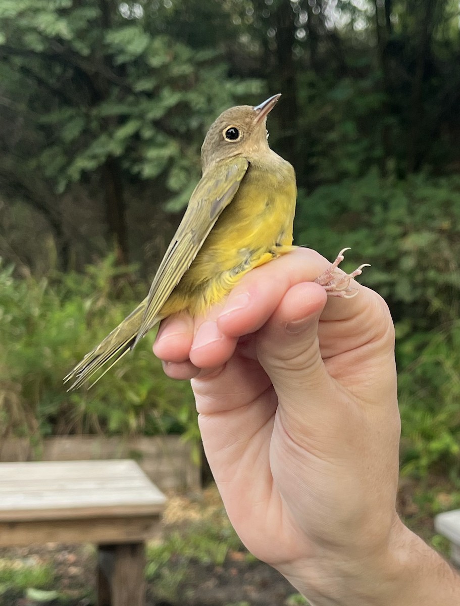 Connecticut Warbler - ML624505818