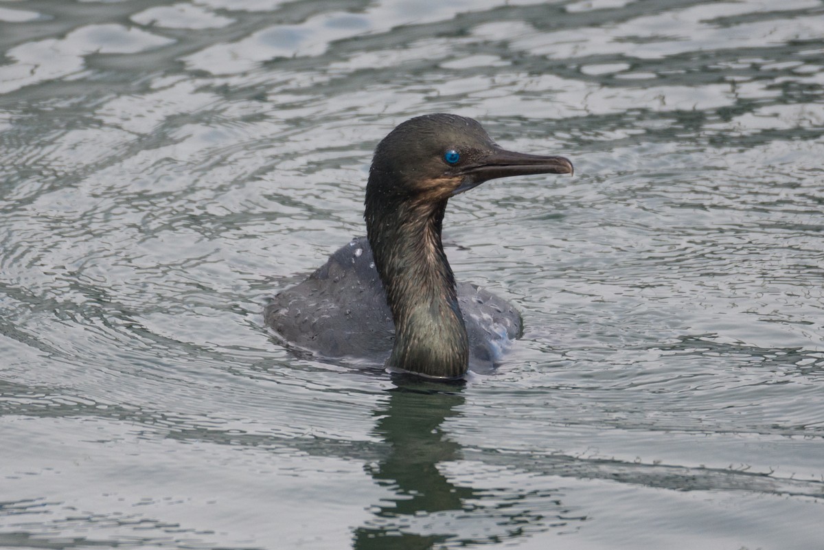 Brandt's Cormorant - ML624505846