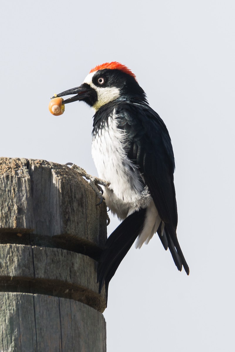 Acorn Woodpecker - ML624505849