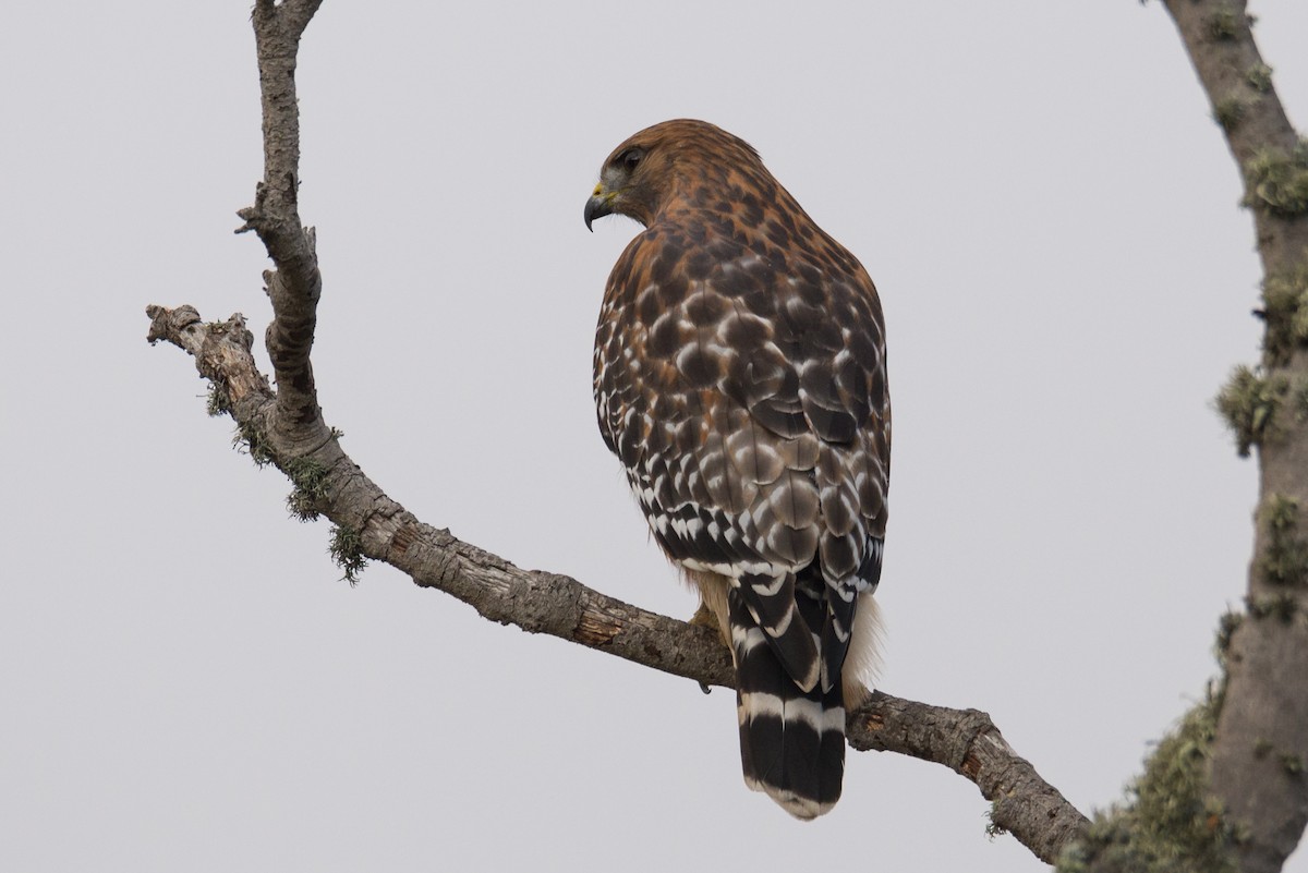 Red-shouldered Hawk - ML624505856