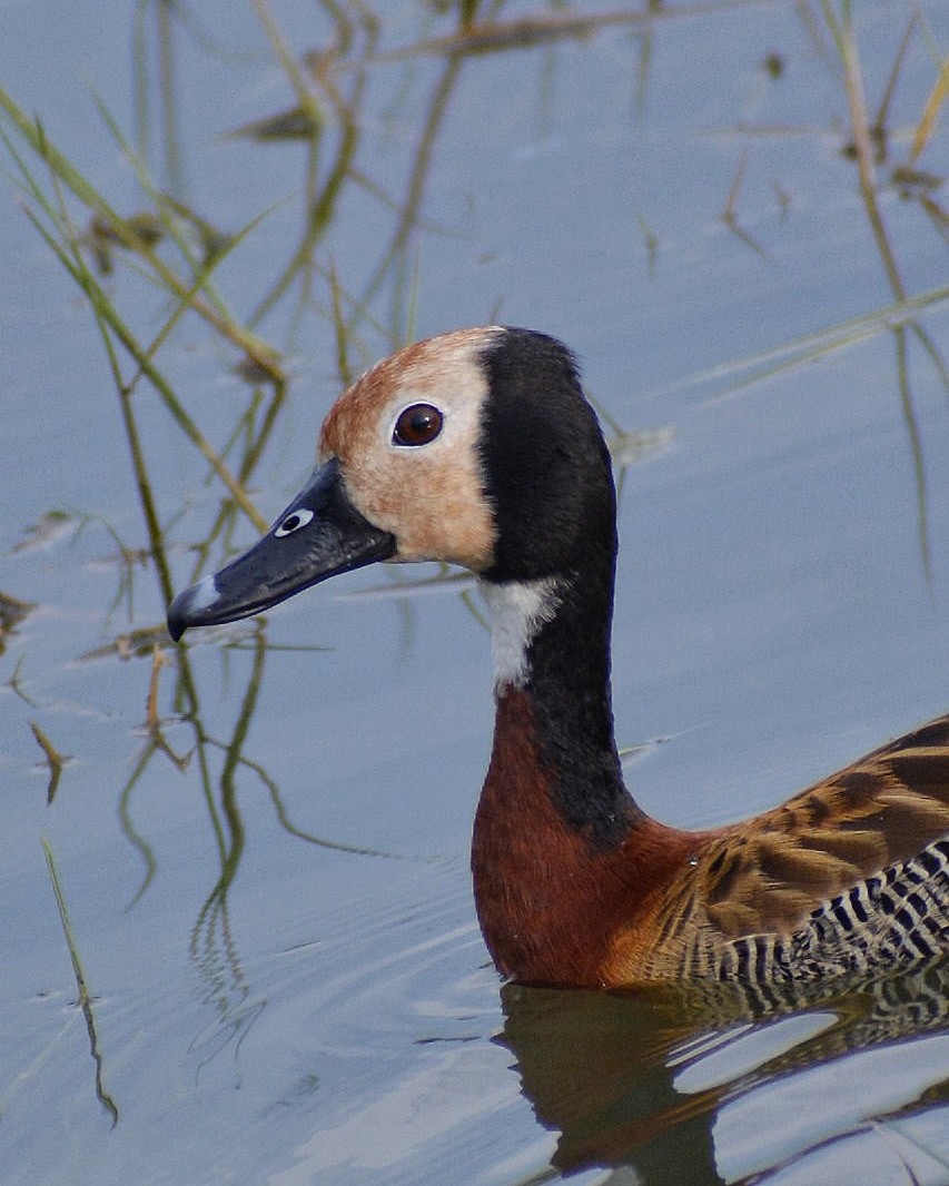 White-faced Whistling-Duck - ML624505861