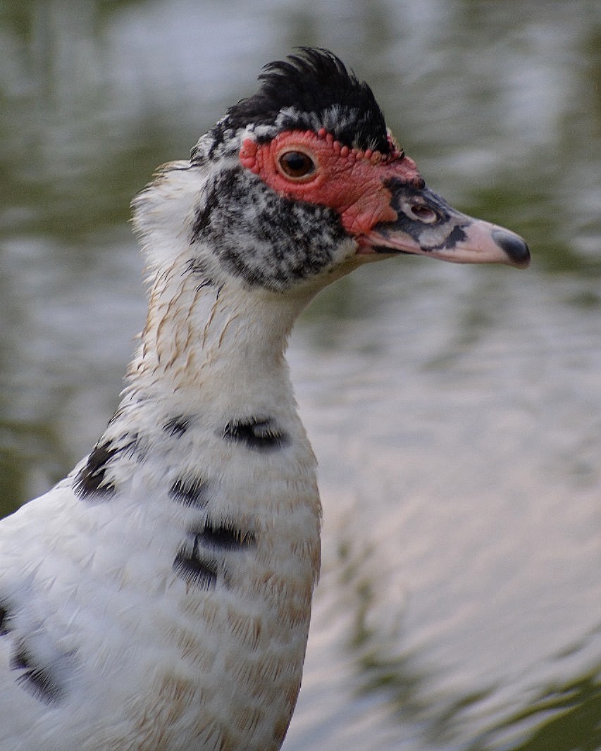 Muscovy Duck - ML624505866