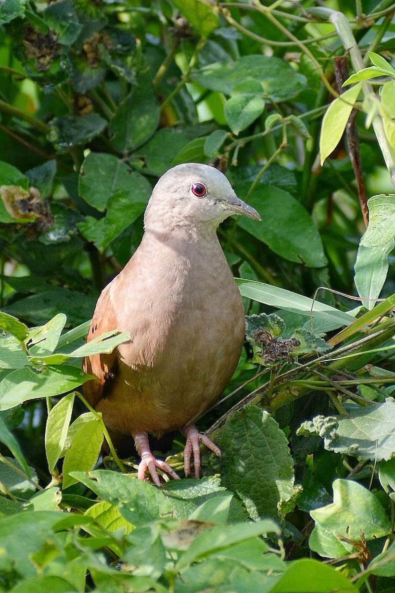 Ruddy Ground Dove - ML624505908