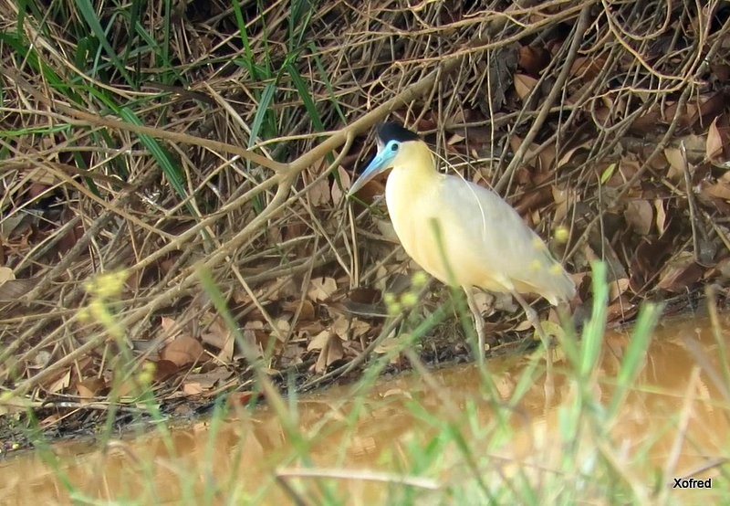 Capped Heron - ML624505979