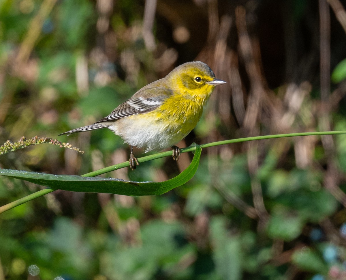 Pine Warbler - ML624505983