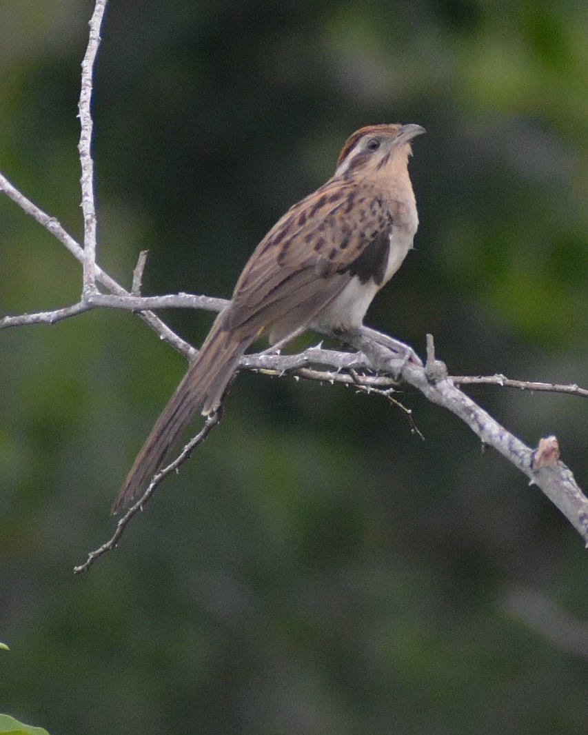 Striped Cuckoo - ML624506074