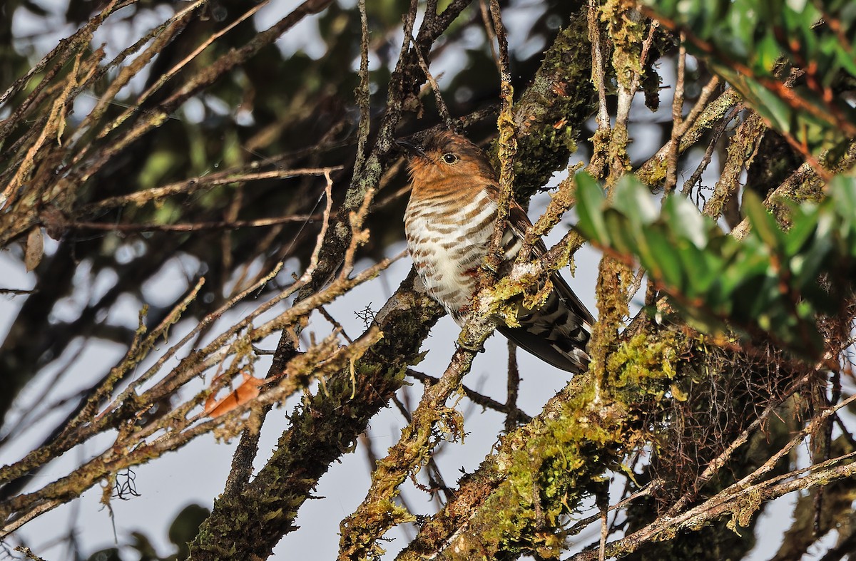 Rufous-throated Bronze-Cuckoo - ML624506082