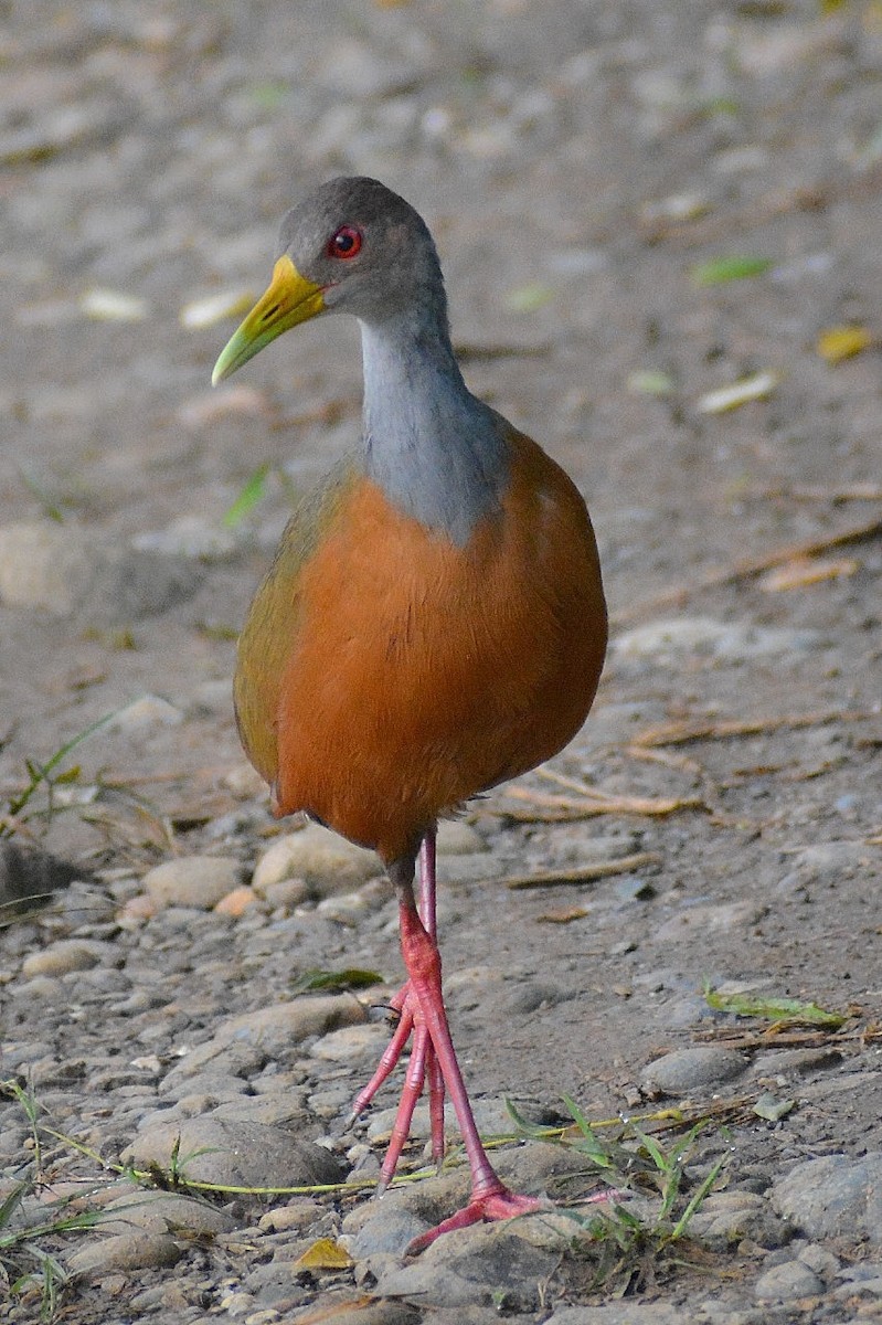 Gray-cowled Wood-Rail - ML624506084