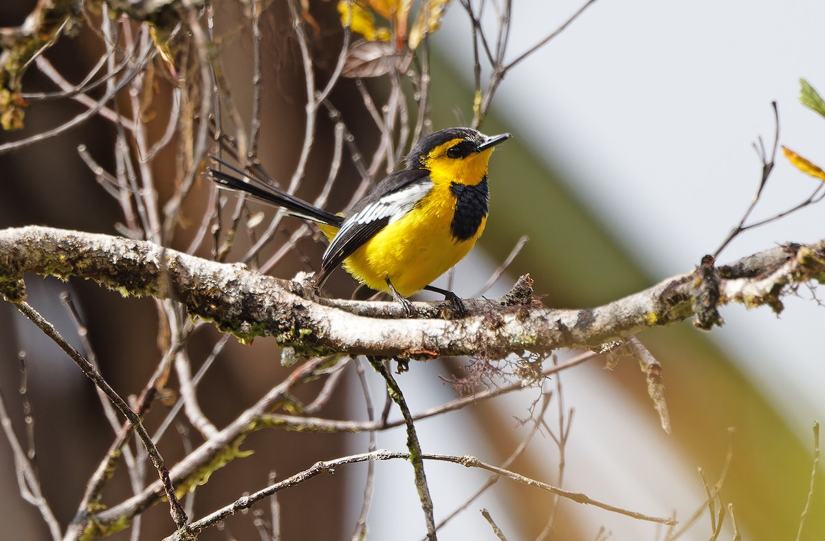 Black-breasted Boatbill - ML624506101