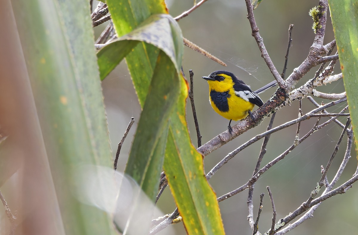 Black-breasted Boatbill - ML624506102
