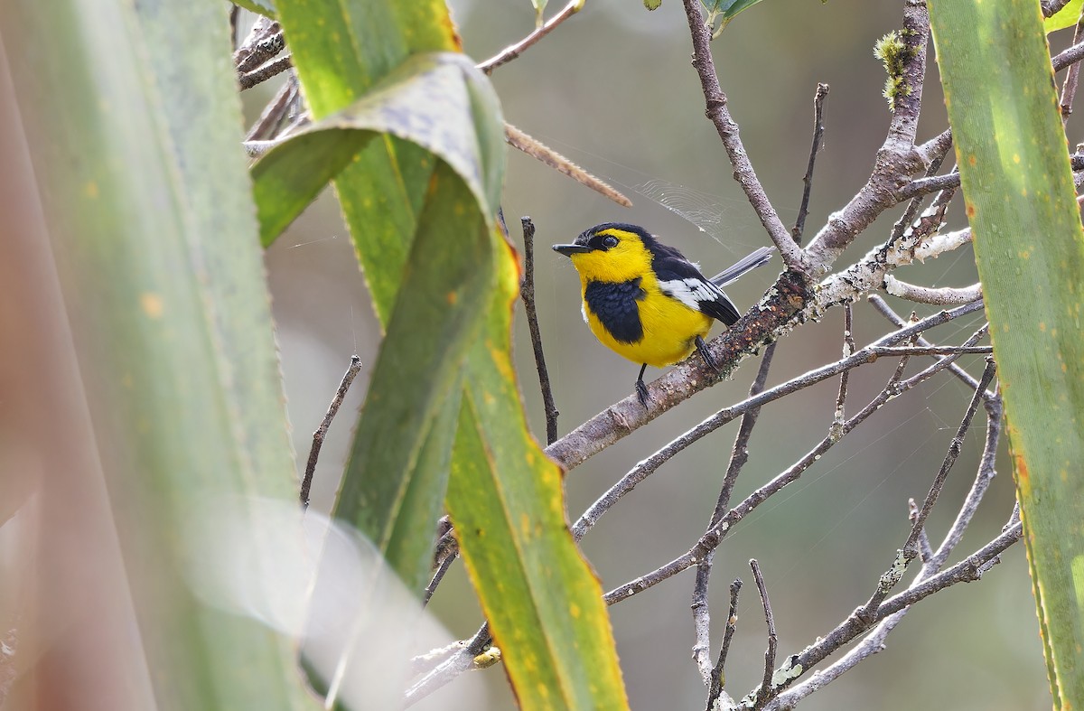 Black-breasted Boatbill - ML624506103