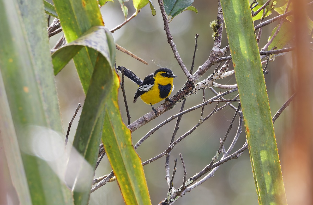 Black-breasted Boatbill - ML624506104