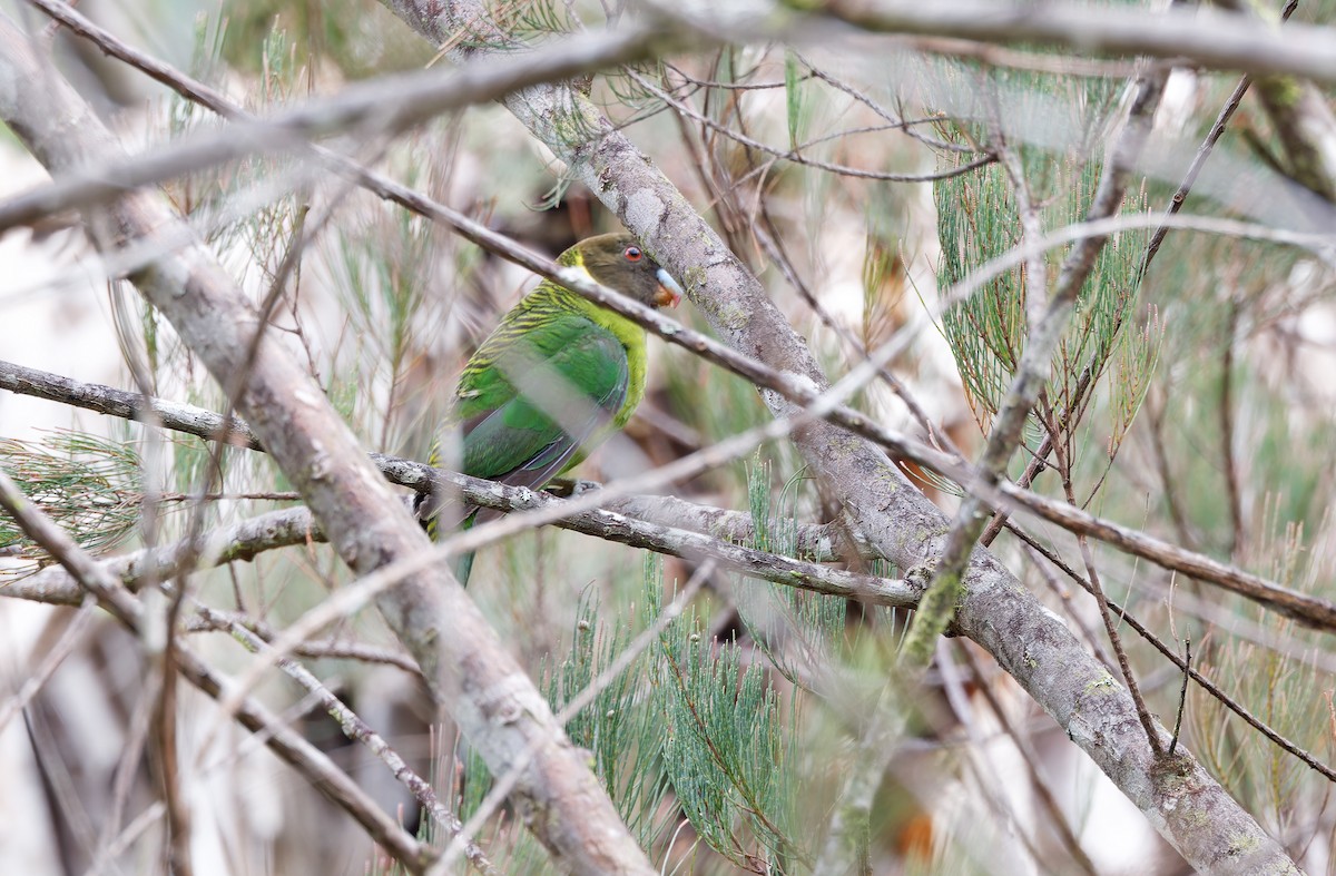 Brehm's Tiger-Parrot - ML624506115