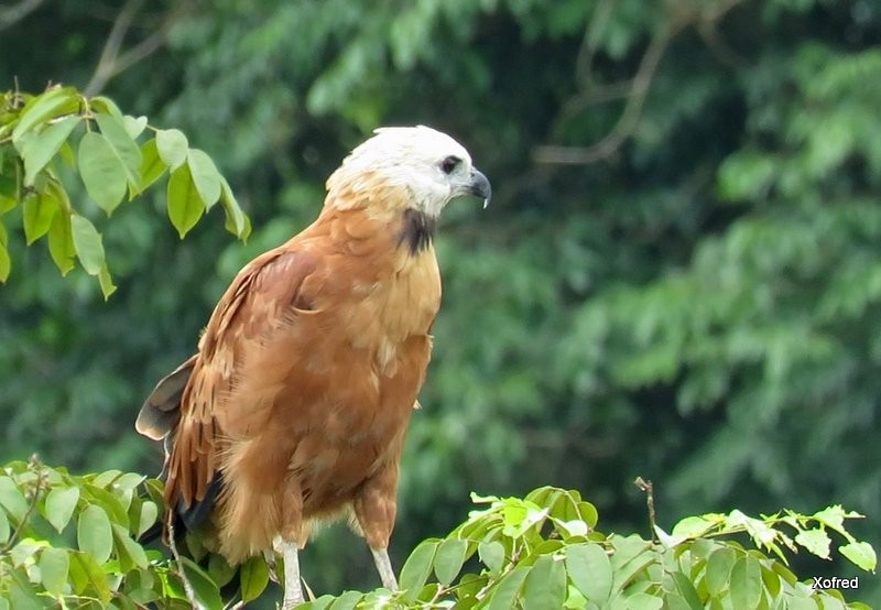 Black-collared Hawk - ML624506143