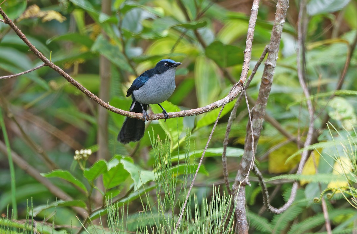 Fan-tailed Berrypecker - ML624506163