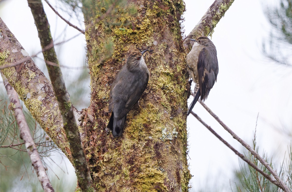 Papuan Treecreeper - ML624506213