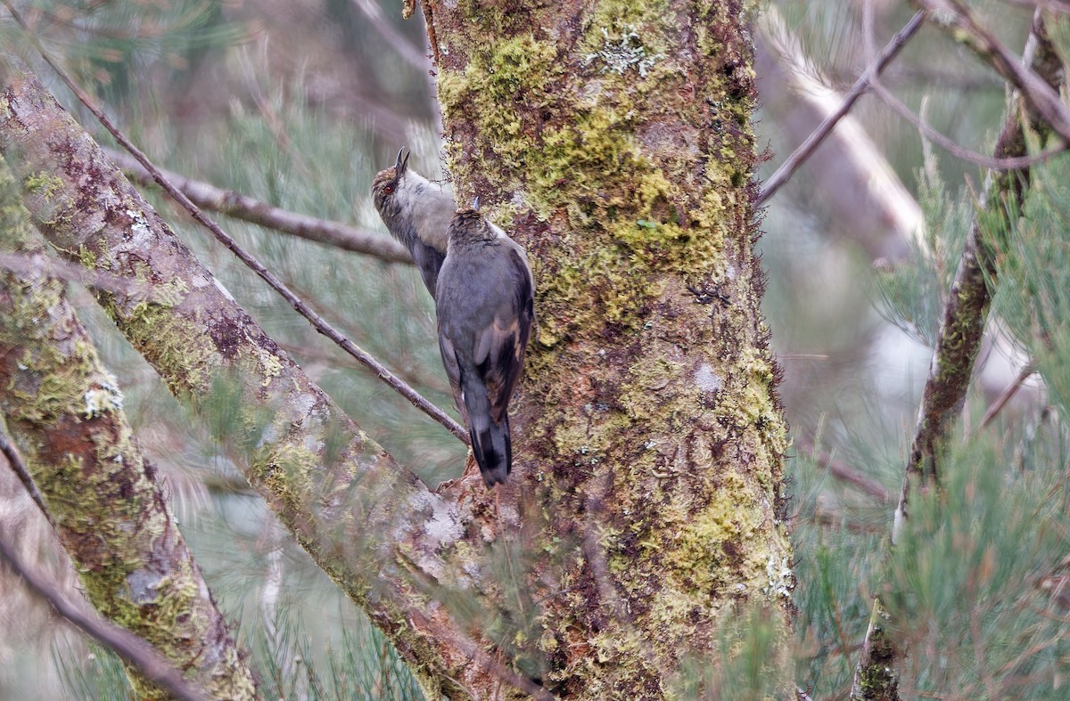 Papuan Treecreeper - ML624506214