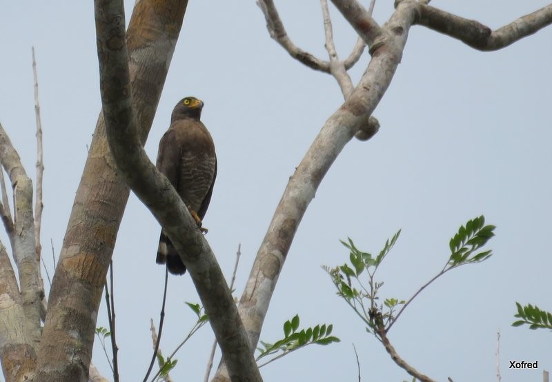 Roadside Hawk - ML624506232