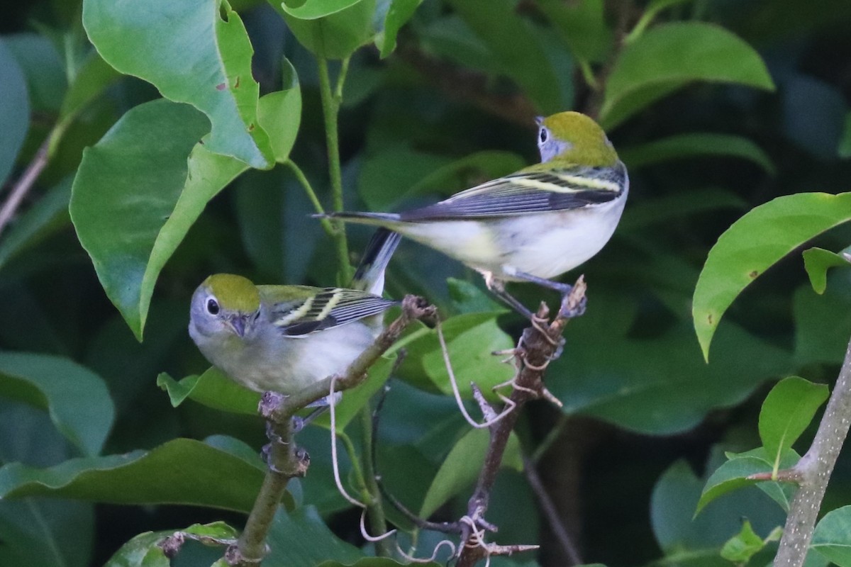 Chestnut-sided Warbler - ML624506240