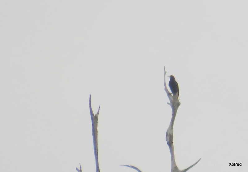 Yellow-rumped Cacique - ML624506304