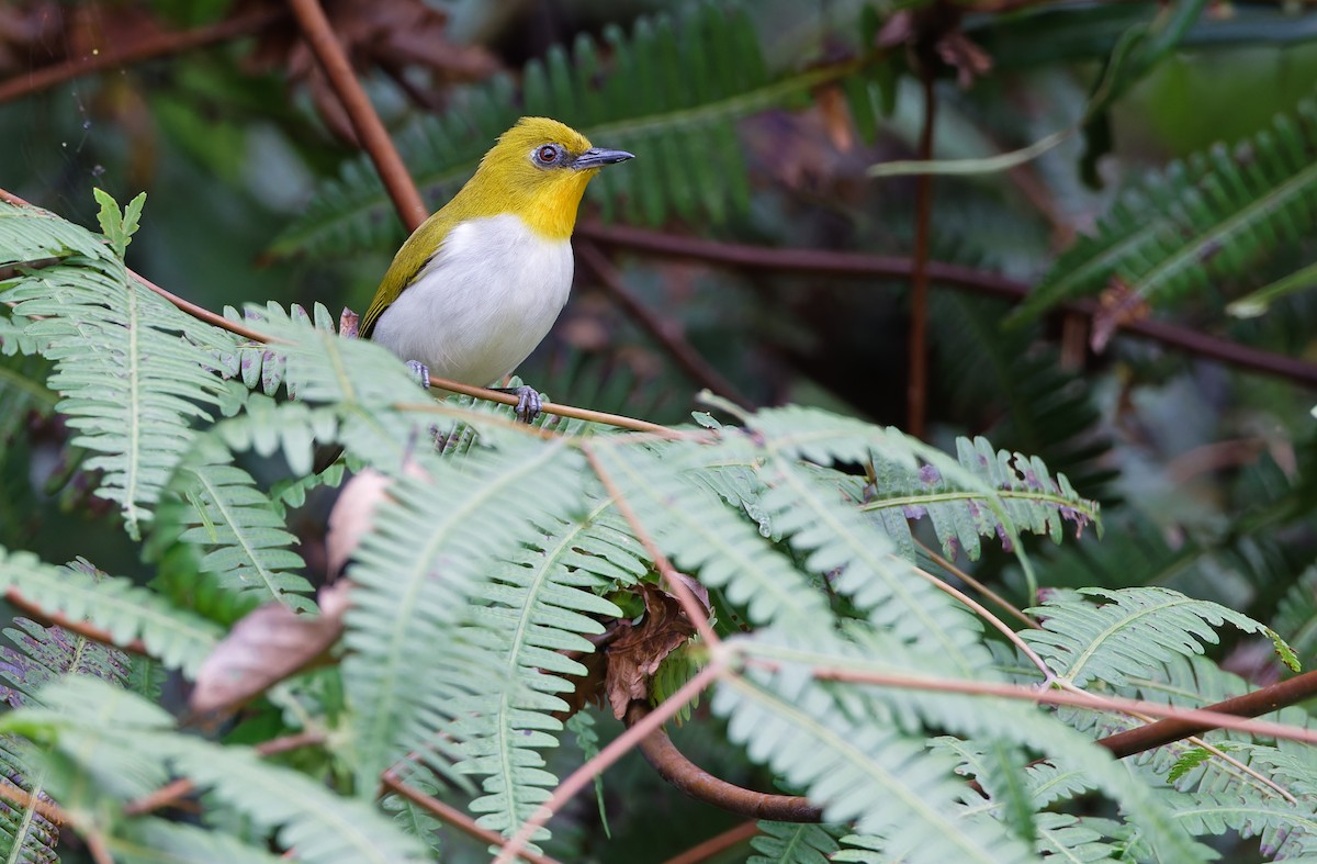 Black-fronted White-eye (Green-fronted) - Robert Hutchinson