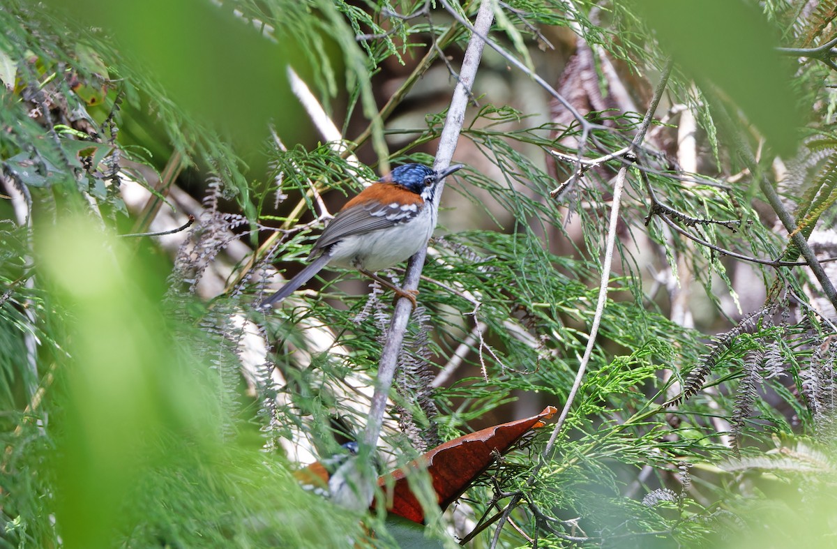 Wallace's Fairywren - ML624506339