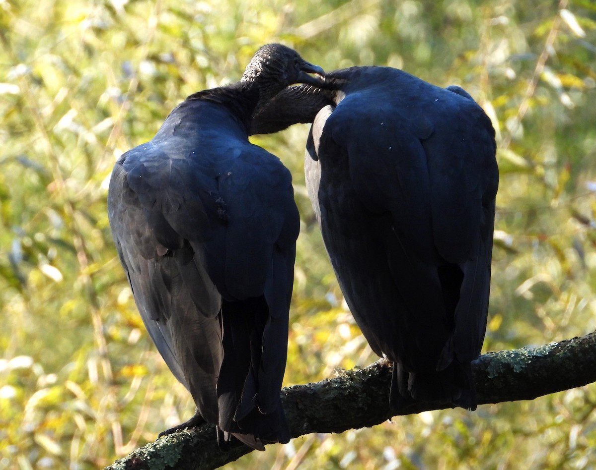 Black Vulture - ML624506345