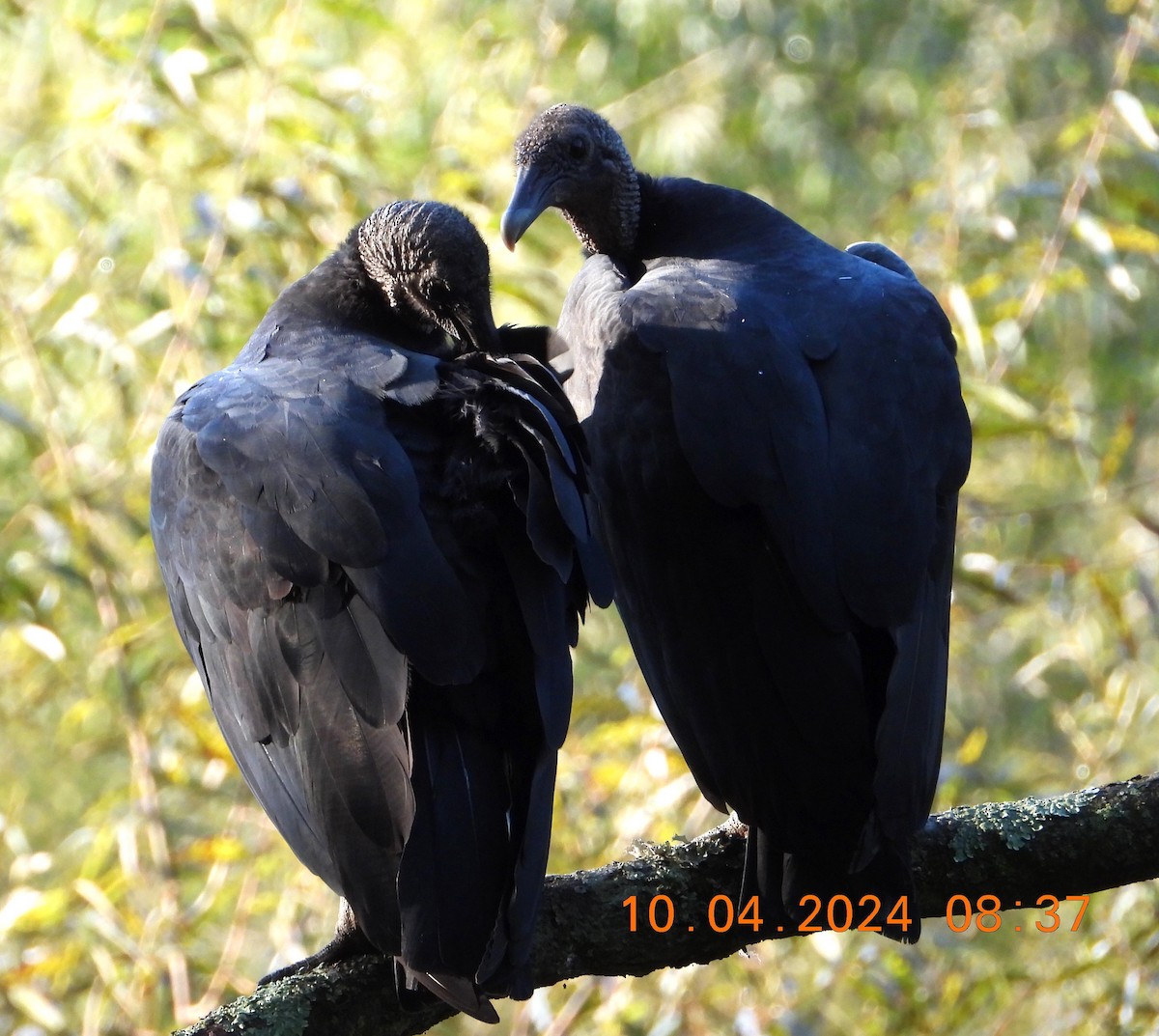 Black Vulture - ML624506358