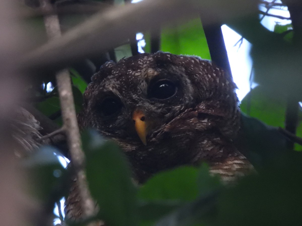 African Wood-Owl - Adrián Colino Barea
