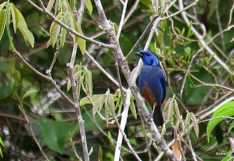 Opal-rumped Tanager - ML624506380