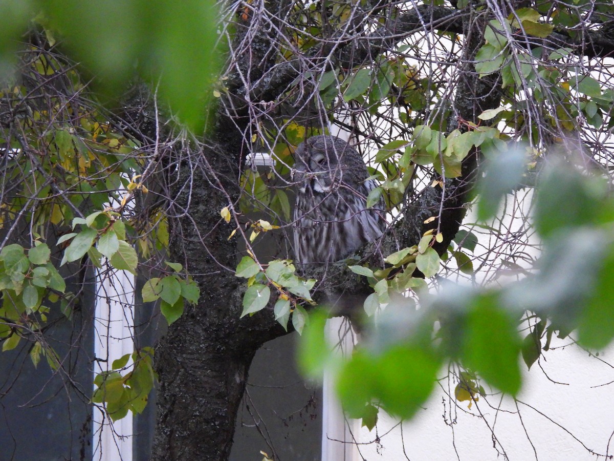 Great Gray Owl (Lapland) - ML624506395