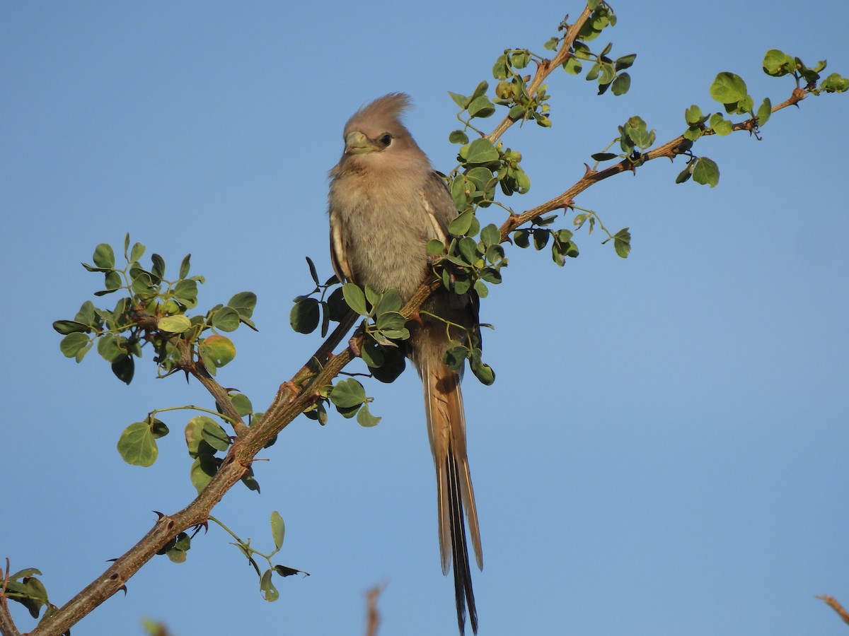 Blue-naped Mousebird - Adrián Colino Barea