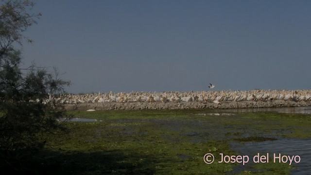 Great White Pelican - ML624506457