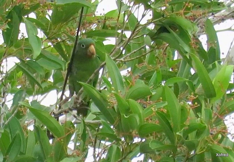 Golden-winged Parakeet - ML624506588