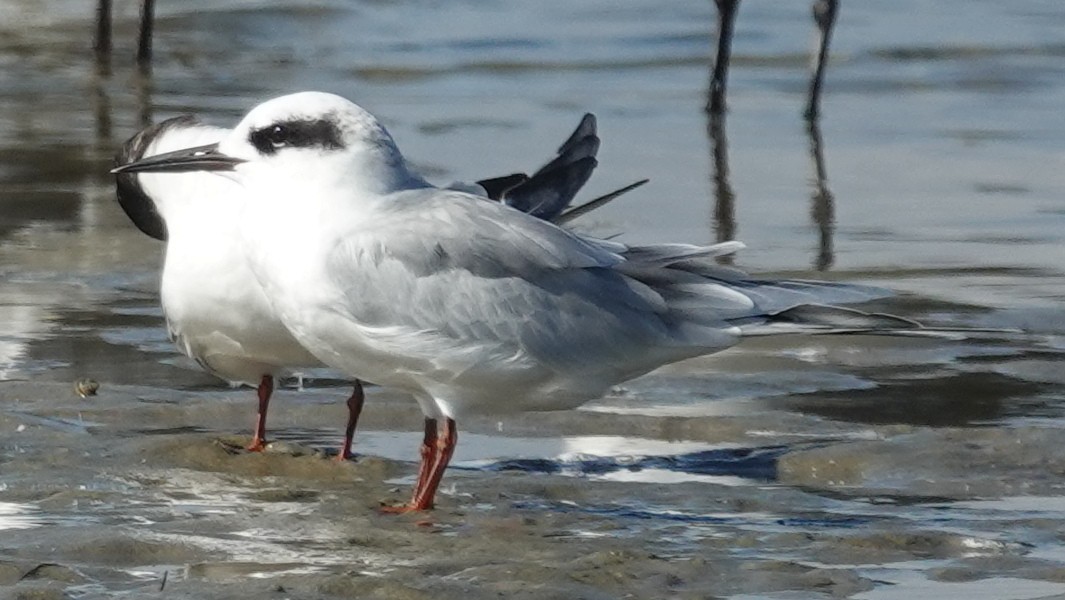 Forster's Tern - ML624506626