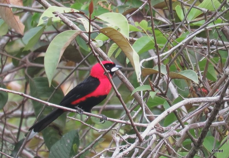 Masked Crimson Tanager - ML624506705