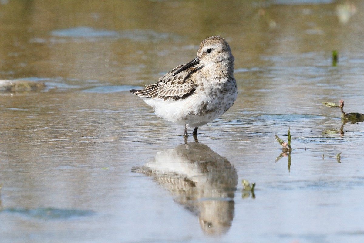 Dunlin - ML624506863