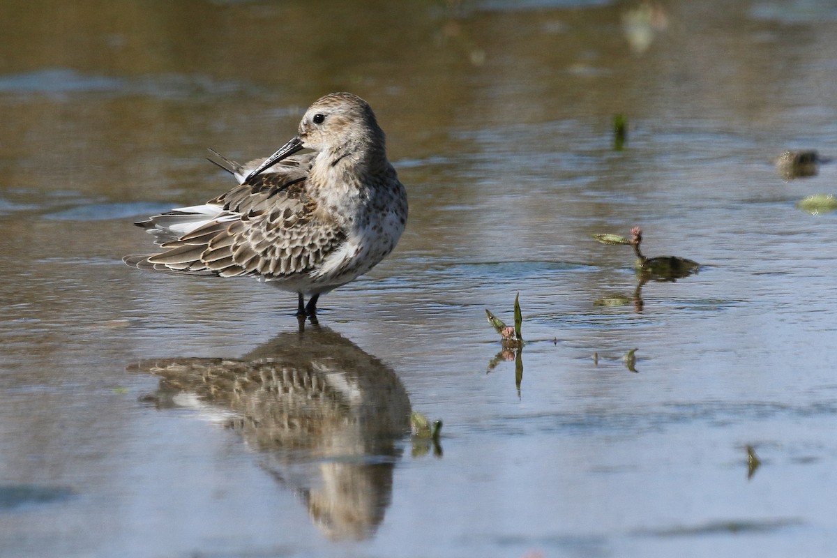 Dunlin - ML624506864