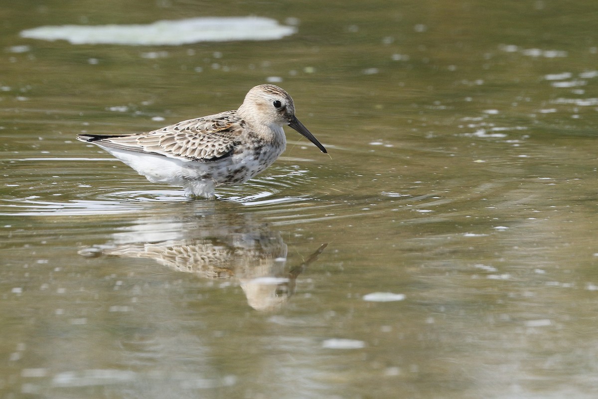 Dunlin - ML624506866