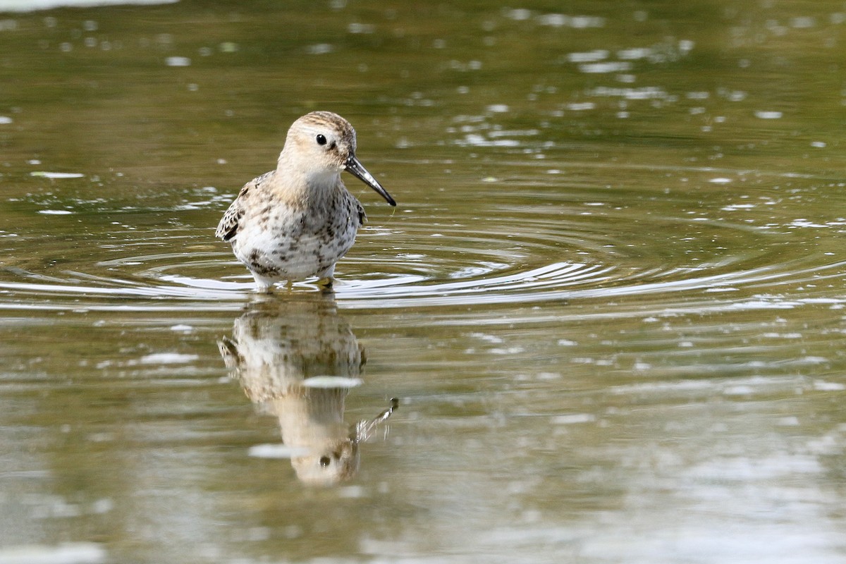 Dunlin - ML624506867