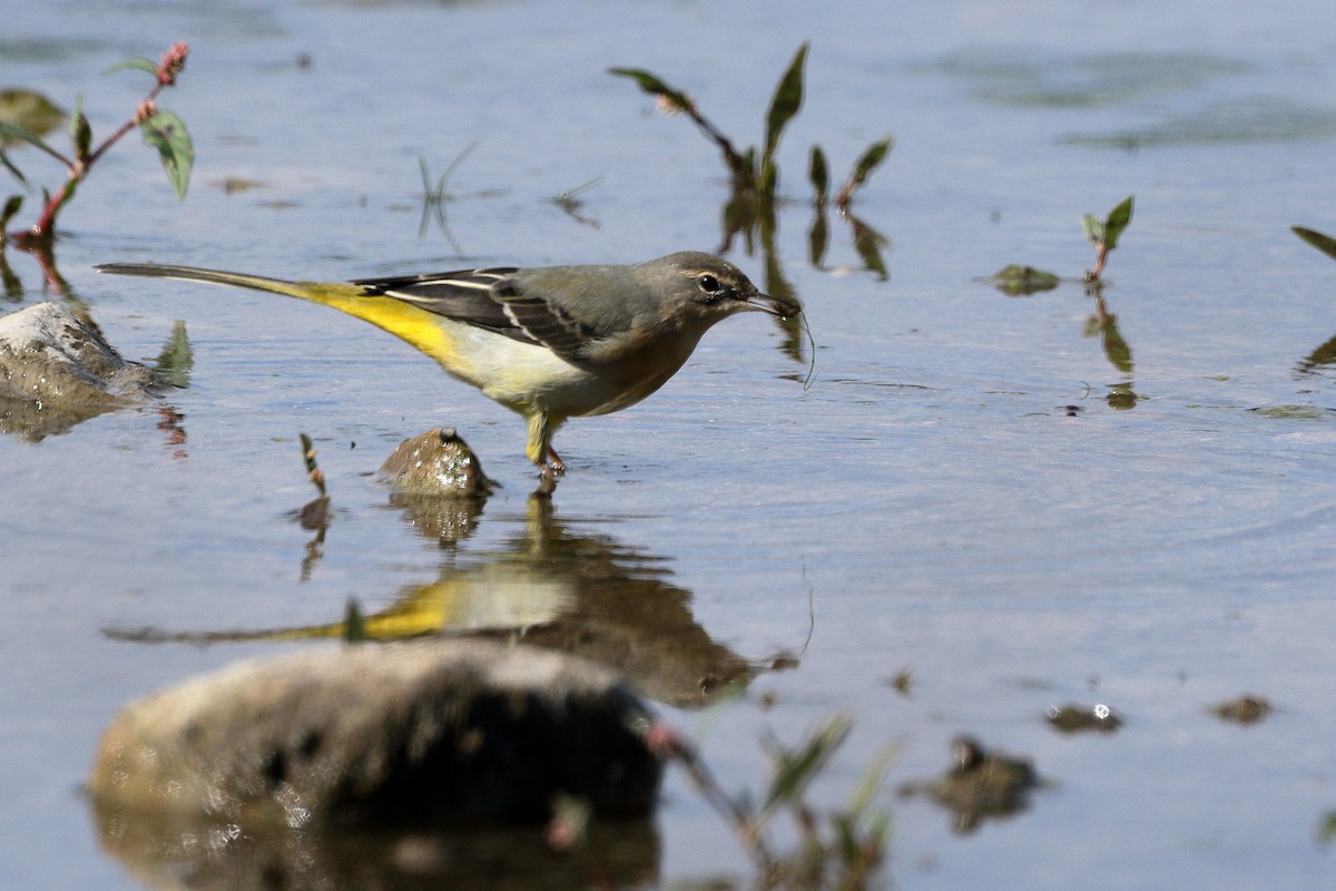 Gray Wagtail - ML624506921