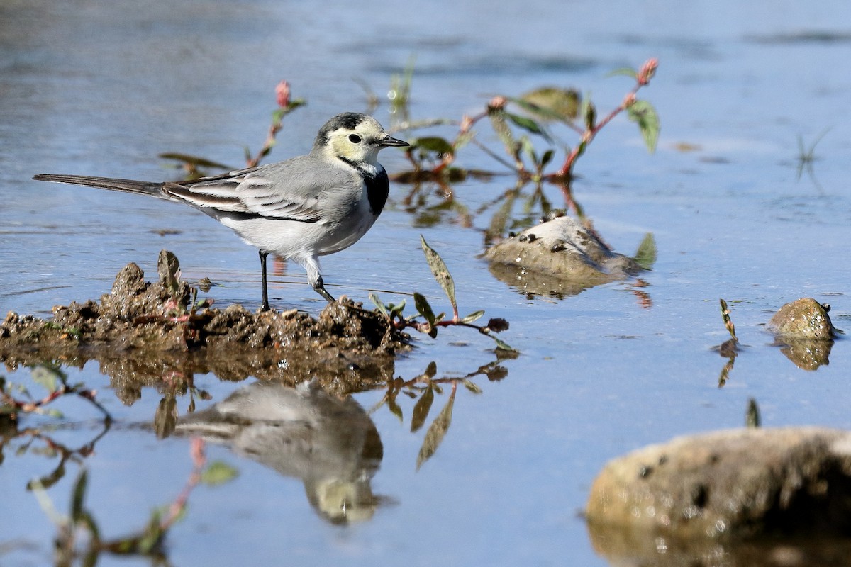 White Wagtail - ML624506925